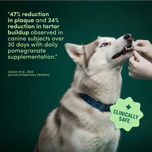 Vivaage Breath Buddy Pet Dental Powder